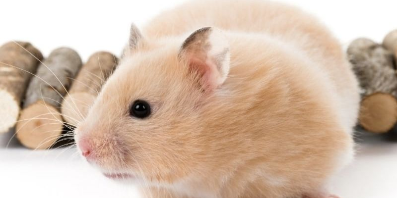 Giới thiệu về năm Bính Ngọ và ảnh hưởng đến người tuổi Giáp Tý